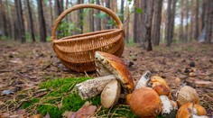 Dôchodcu, ktorý zablúdil na hubách, našli po 24 hodinách dezorientovaného, ale živého