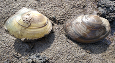 V Česku pri hraniciach so Slovenskom objavili invazívny druh z Ázie. Odborníci varujú pred jeho šírením