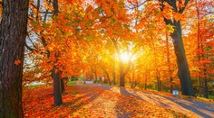 Babie leto Slovensku nevládne. Klimatológ prezradil, podľa čoho budeme vedieť, že prichádza