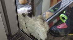 Kuriózny zásah českých hasičov: Ratovali psa, ktorý zablokoval vchod do nákupného centra