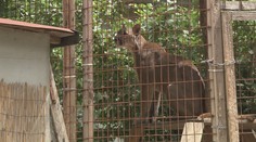 Pumu, ktorá ušla zo zoo, chytili potulujúcu sa neďaleko Prahy