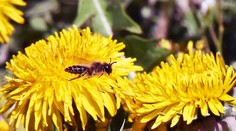 Európa ide brániť včely pred chémiou