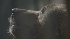 Problém s medveďmi neutícha. Podľa profesora by sme sa však len mali držať manuálu