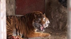 Dráma v českom zooparku: Opitého muža, ktorý sa motal pri klietke, zmrzačil tiger