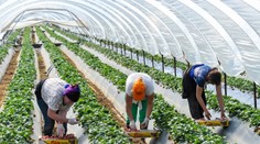 Budú aj slovenskí pracovníci v Británii na špeciálnych zoznamoch? Je to pravdepodobné