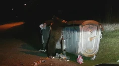 V detskej nemocnici v Dolnom Smokovci sa nevedia zbaviť medvedích návštev