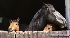 Koňom sa otočili chrbtom. V Muránskej planine zrejme definitívne končia