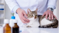 Po psoch už aj mačky. Koronavírusom sa nakazili od majiteľov