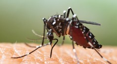 Ďalšia rana pre španielsky turizmus: Jeden z najnavštevovanejších ostrovov trápi invázia moskytov