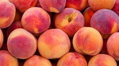 Broskyne zo samozberu sú šťavnatejšie a o polovicu lacnejšie