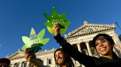 Uruguaj spustí od pondelka predaj marihuany na rekreačné účely. Cena "pochová" dílerov