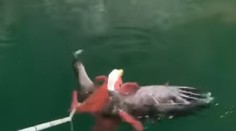 VIDEO: Odvaha sa orlovi nevyplatila. Mohutná chobotnica zaútočila na predátora