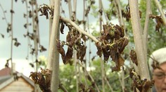 Mráz zničil stromy "na tabak", jahôd bude menej