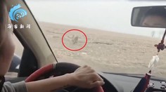 VIDEO: Čínske mesto terorizoval tiger, trúfol si aj na rodinu v aute