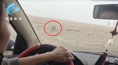 VIDEO: Čínske mesto terorizoval tiger, trúfol si aj na rodinu v aute