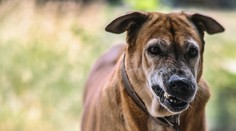 VIDEO: Agresívna bitka psov uprostred mesta. Majiteľ po hádke s iným mužom zložil psovi náhubok