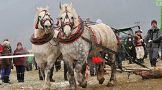 Kone sa predviedli v plnej paráde! Ťažké klady prevážali s neuveriteľnou ľahkosťou