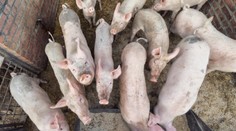 Hororový incident na farme: Ženu zaživa zožrali jej vlastné prasce