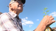 Lieky nazýva jedmi. Bylinkami predĺžil život ťažko chorej mame