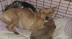 Po dlhom čase sa na Slovensku objavila besnota. Chorobu zistili u psíka v trenčianskom útulku