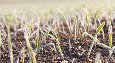 V noci sa môže na celom území Slovenska vyskytnúť prízemný mráz