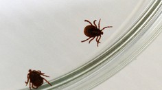 Hrozivý objav vedcov. Kliešte prenášajú alergiu na mäso, chorí môžu byť aj v strednej Európe