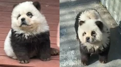 Pandy, ktoré štekali. Čínska zoo priznala, že ide o nafarbené psy