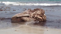 More vypľulo "monštrum"