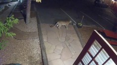 V moteli mali nezvyčajnú návštevu. Kamera zachytila pumu