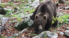 Považujú Slováci medveďa za veľký problém? Odpoveď priblížil prieskum