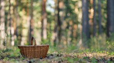 Hubárska sezóna odštartovala. Slováci už nachádzajú vzácnu hubu, ktorá ide v zahraničí za poriadny balík