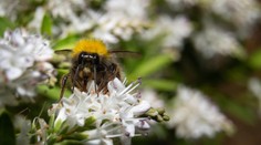 Globálna populácia hmyzu klesá. Vedci zistili, ako sa rastliny pokúšajú prežiť