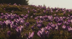 Kvitnúce kvety premenili veľké podhorské plochy na Slovensku na farebné koberce