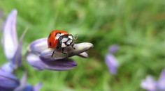 Tie najlepšie z najlepších. Fotograf britskej divočiny 2014