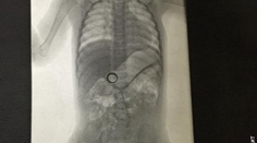 Zmizol jej svadobný prsteň. Keď našli zlodeja, zostali šokovaní