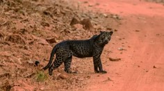 VIDEO: Muž bol šťastím bez seba. Podarilo sa mu zachytiť vzácneho čierneho leoparda