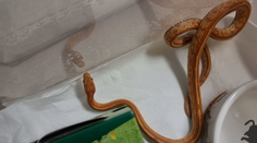 Kežmarčanov vystrašil had, ktorý sa potuloval okolo domov. Pátrajú po jeho majiteľovi