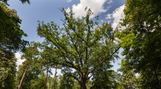 GALÉRIA: Toto je najkrajší strom roka 2023. Nájdete ho na Záhorí