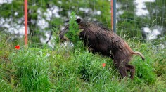 Na Slovensku diagnostikovali prvý prípad afrického moru ošípaných u diviaka