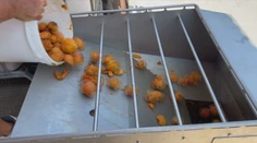 Takú katastrofálnu úrodu si nepamätajú. Niektoré pálenice to vzdali a zostali zatvorené