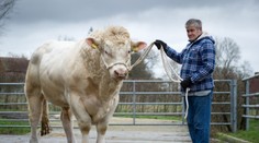 Videli ste už vola za 128-tisíc eur? Je najväčší vo Veľkej Británii