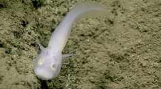 Na miestach takmer bez kyslíka objavili žijúce ryby. Zmena klímy bude ovplyvňovať ich existenciu