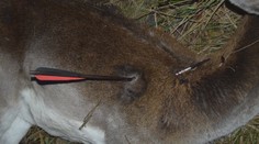 Pytliaci opäť úradovali, samicu daniela tentoraz zabili kurióznym spôsobom