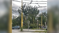 FOTO: Spadnutý strom dotrhal elektrické vedenie. V Košiciach a okolí ľudí trápi silný vietor aj dážď