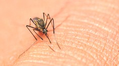 Globálne otepľovanie ovplyvní populáciu komárov aj na Slovensku, tvrdí odborníčka