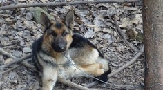 Psa niekto priviazal krátkym drôtom o strom v lese. V Handlovej už pátrajú po páchateľovi