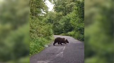 VIDEO: Tri medvede na mieste, kam chodia aj rodičia s kočíkmi. Tabule, ktoré na šelmy upozorňujú, nepodceňujte