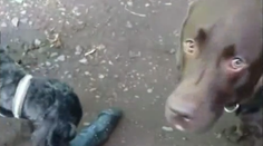 Labrador si našiel netradičnú hračku. Majitelia ju vystavujú ako trofej