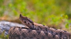 Invázia jedovatých hadov v chorvátskom turistickom raji. Miestnych situácia znepokojuje
