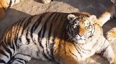 Prežratí ako Garfield. Obézne tigre sú obeťami znudených návštevníkov zoo